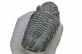 Large, Prone Drotops Trilobite - Mrakib, Morocco #235801-3